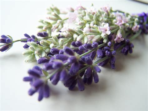 Cooking With Lavender Is Dependent Upon The Variety Used