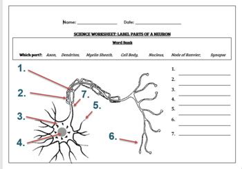 Science worksheets: Label parts of a neuron by Science Workshop | TpT