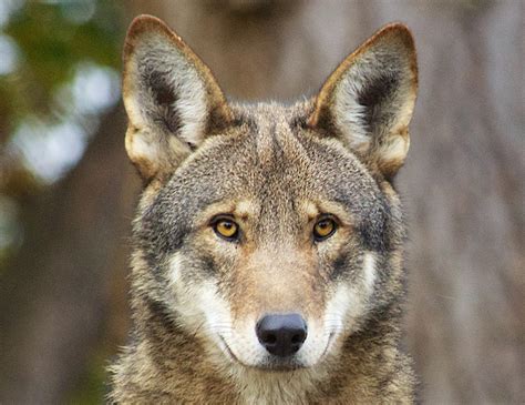 Red Wolf Conservation - The Laurel of Asheville