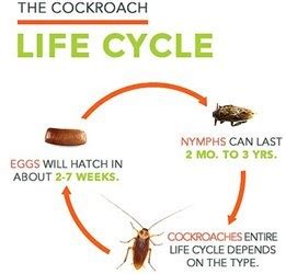 wood roach life cycle - Anastasia Archer