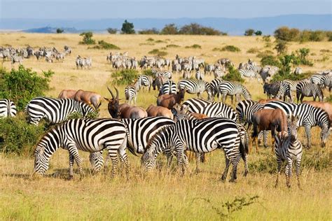 16 Best Game Reserves in Africa | PlanetWare