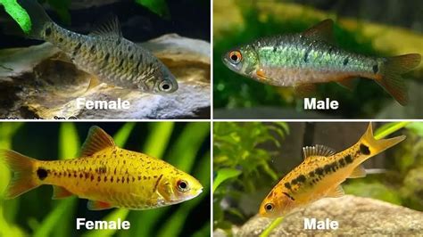 Gold Barb Fish Species Profile & Advanced Care