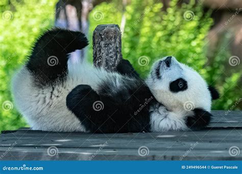 A cute baby panda playing stock photo. Image of lizzy - 249496544