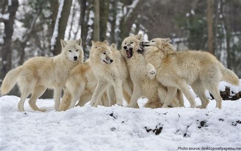 Interesting facts about Arctic wolves | Just Fun Facts