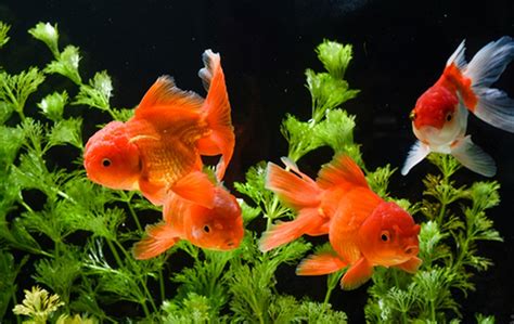 Goldfish Aquarium Guide | Designs and Construction Materials