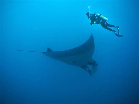 diving with manta rays Archives - Blue Season Bali