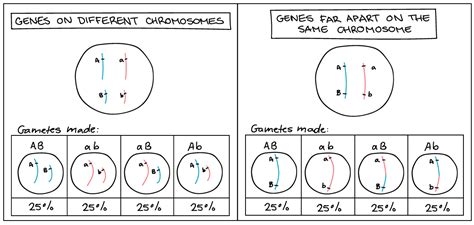 👍 Many different phenotypes produced by one pair of alleles. Alleles ...