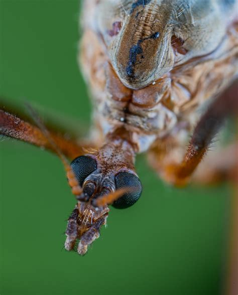 How to Get Rid of Crane Fly Larvae in Your Lawn | BugWiz