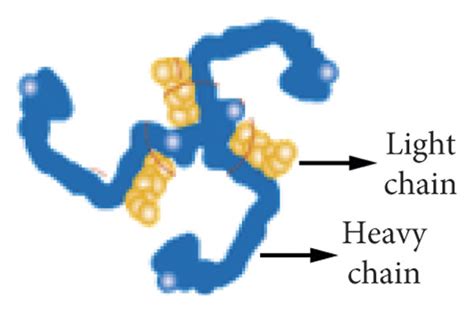 Clathrin protein [17]. (a) Single clathrin. (b) Combined clathrin ...