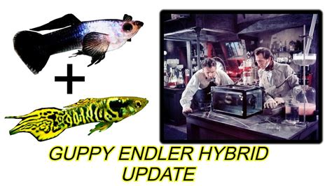 ENDLER GUPPY BREEDING - USING BLACK PANDA GUPPIES & YELLOW TIGER ...