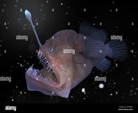 Deep sea angler fish bioluminescence hi-res stock photography and ...