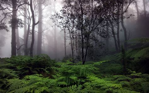 Raining Forest Wallpapers - Top Free Raining Forest Backgrounds ...