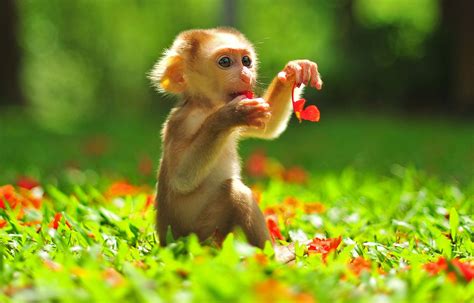 Playful little monkey on a sunny day | Animals, Baby animals, Cute baby ...