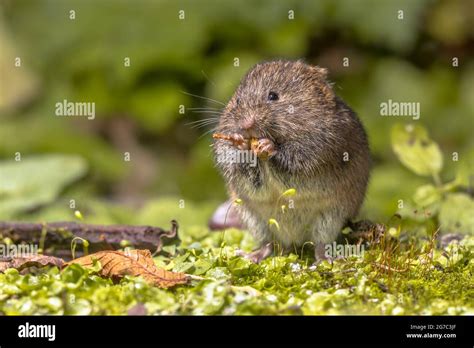 Field vole or short-tailed vole (Microtus agrestis) eating berry in ...