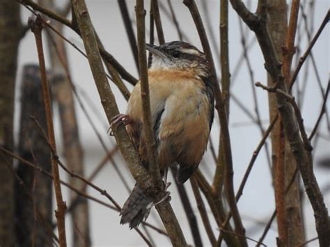 Exploring Carolina Wren Habits: Nesting, Diet, Winter Behavior