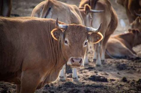 Do Longhorn Female Cows Have Horns - All About Cow Photos