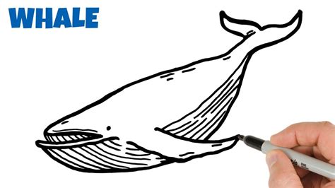 How to Draw a Blue Whale Easy Animals Drawings for Beginners - YouTube