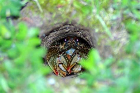 Crawdad in its hole | Crawdad, Bugs, Spider