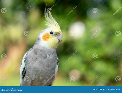 Cockatiel Parrot in the Garden. Bird for Pets Stock Image - Image of ...