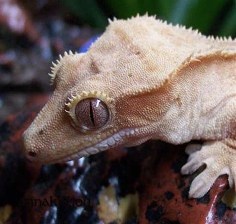 eyelashes on a lizard ! (crested gecko) | Gecko terrarium, Crested ...