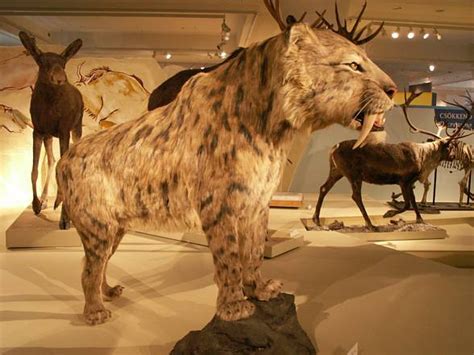 Smilodon Facts, Habitat, Diet, Fossils, Pictures