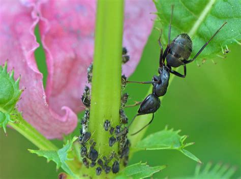 The ant and the aphids in my garden | Do ants eat aphids? Mo… | Flickr