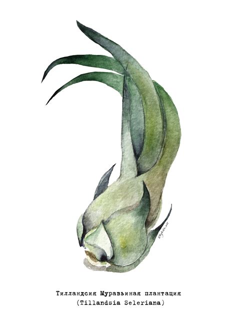 Watercolor Tillandsia on Behance