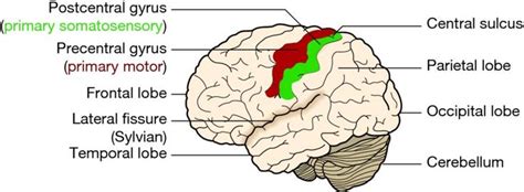 The areas highlighted display the precentral and postcentral gyrus. The ...