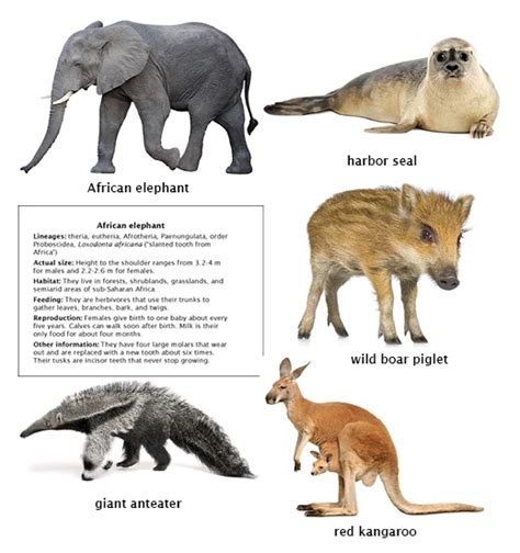 Eutherian Mammals Examples - Pets Lovers