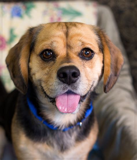 Shelter Dogs of Portland: " BARLEY " Beagle/Pug mix