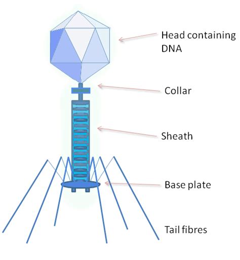 Viruses, Bacteria, and Epidemiology | Biology I Laboratory Manual