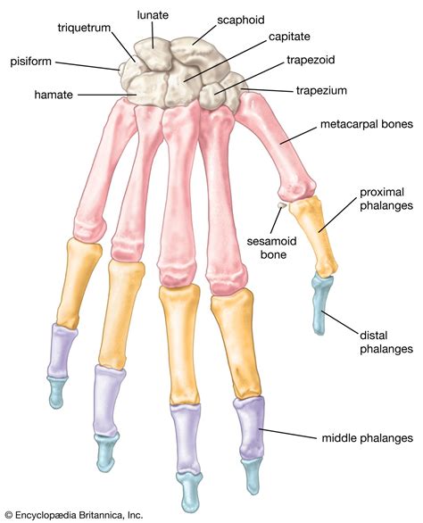 Hand | Definition, Anatomy, Bones, Diagram, & Facts | Britannica