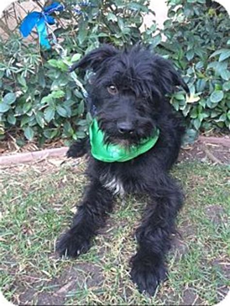 San Diego, CA - Schnauzer (Standard)/Affenpinscher Mix. Meet TAZ a Dog ...