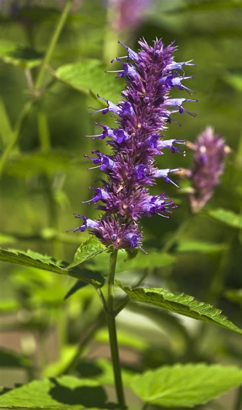 Mint Flowers — What Do You Need to Know?