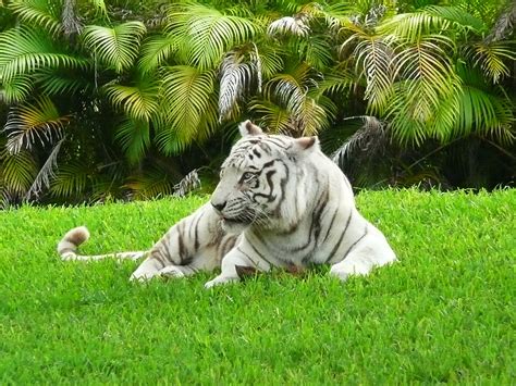 File:White Bengal tiger Miami MetroZoo.jpg - Wikipedia, the free ...