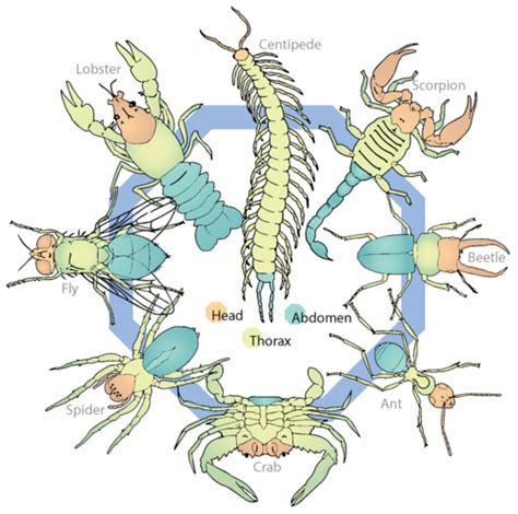 Arthropods and Insects | CK-12 Foundation