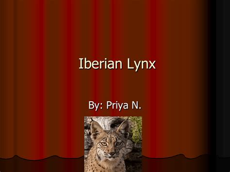 Iberian Lynx