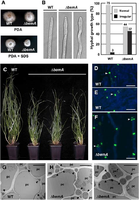 Axenic culture and in planta phenotype of E. festucae bemA mutant. (A ...