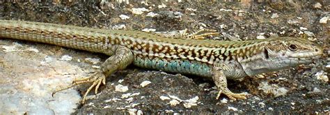 Lizards camouflage themselves by choosing rocks that best match the ...