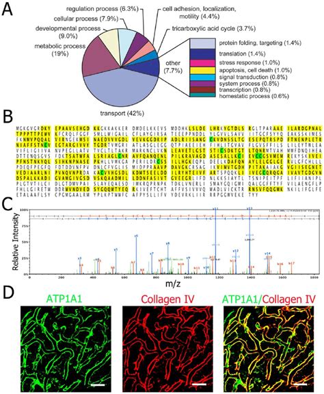 Classification of isolated stria vascularis capillary proteins ...