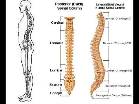 Presentation1.pptx, normal spinal anatomy.