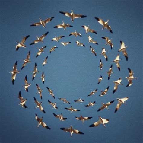 'Flying Formation', A Series of Digital Photo Collages of Birds Flying ...