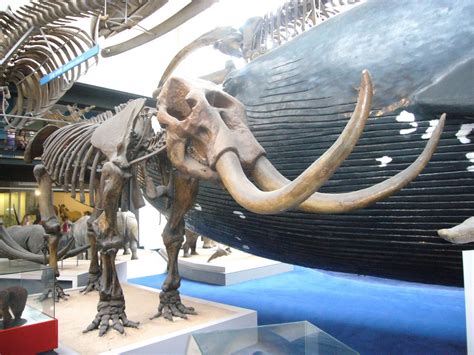 museums - Where can I see a reasonably complete skeleton of a Mammoth ...