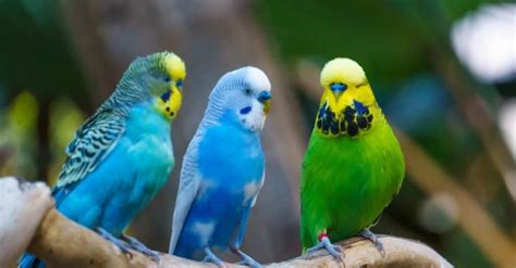 Budgerigar - A-Z Animals