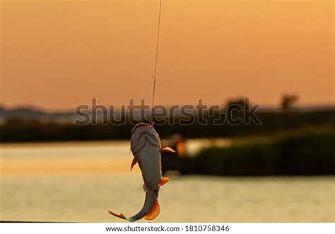 680 Catfish Caught Images, Stock Photos & Vectors | Shutterstock