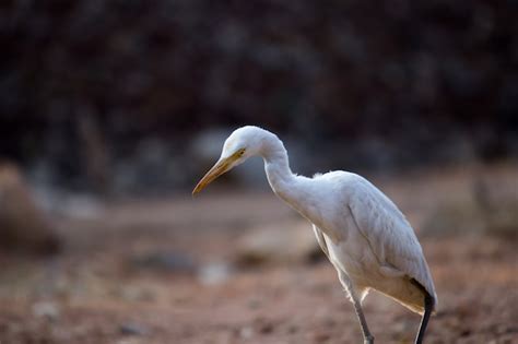 Premium Photo | Cattle egret in its natural habitat