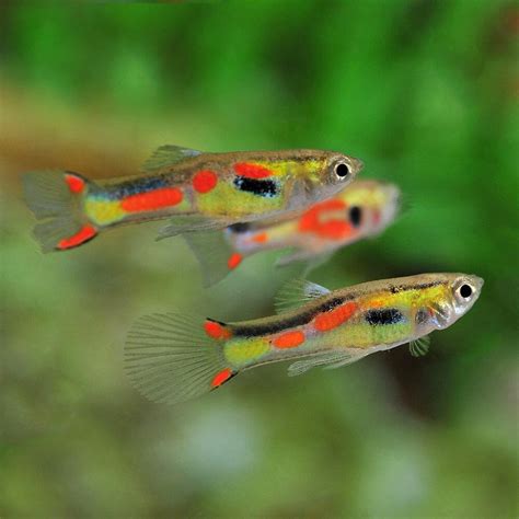 Is Guppy Aquaponics a Good Choice? - HowtoAquaponic