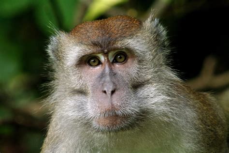 Free Makak Monkey Stock Photo - FreeImages.com