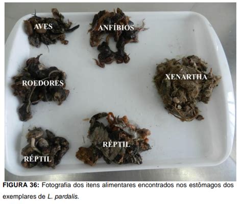 The wide feeding of the Ocelot (Ocelot diet data in South America and ...