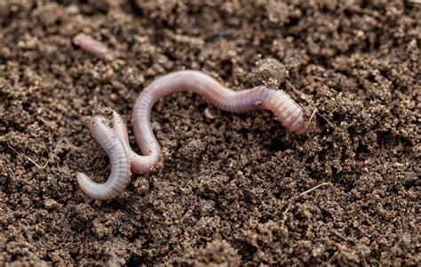 Earthworm | The Canadian Encyclopedia